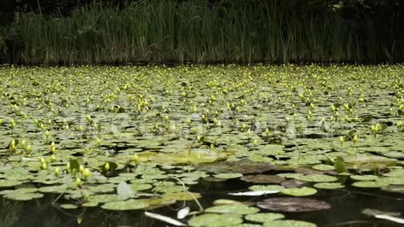 非常美丽的池塘有不低矮的黄色百合花视频的预览图