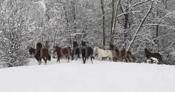 马儿在雪地上奔跑视频的预览图