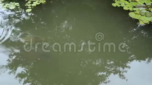 两条大鲤鱼在泥泞的河里游泳视频的预览图
