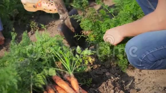 男人和女人农民采摘胡萝卜视频的预览图