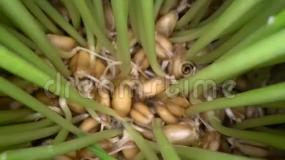 在家种植可食用草在白锅里从种子中取出的绿色芽生物食品健康的饮食生活方式视频的预览图