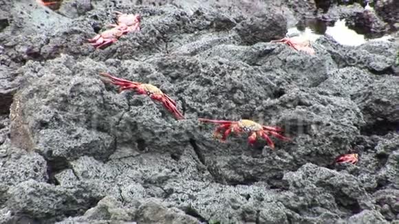 红蟹在太平洋海岸寻找食物视频的预览图