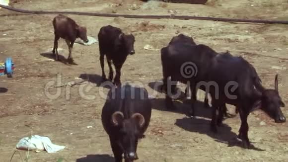 在印度放牧的南亚水牛视频的预览图