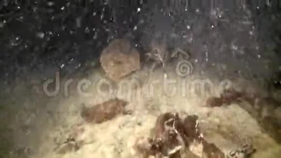 巴伦支海海底的半鱼视频的预览图