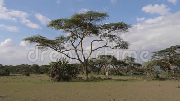 非洲草原上绿野上的相思特写视频的预览图
