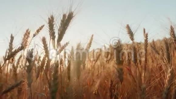 风中的小麦穗夕阳照透麦子4K慢动作视频视频的预览图