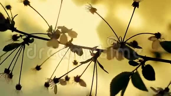 日落时风中的树枝视频的预览图