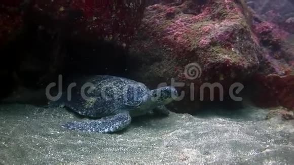 加拉帕戈斯蓝绿色泻湖的海龟视频的预览图