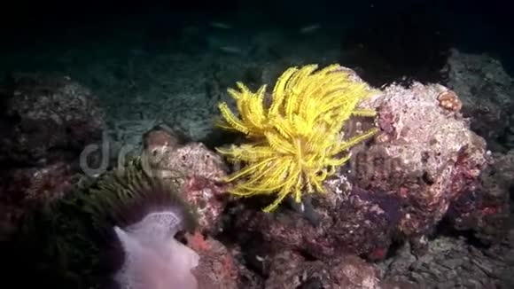 马尔代夫海底棘皮动物的黄海百合科视频的预览图