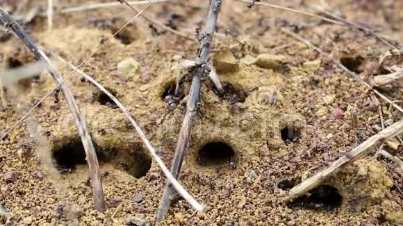 有翅膀的蚂蚁离开蚁丘建立新的蚁群视频的预览图