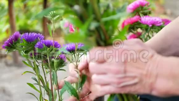用紫色或紫色粉色米迦勒玛雏菊或紫菀做花束视频的预览图