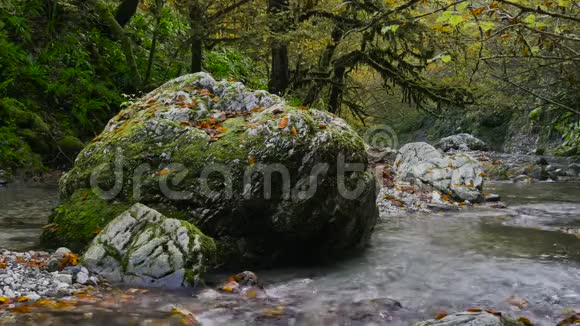 StonyPsaho河流经高加索4K深秋的盒子森林视频的预览图