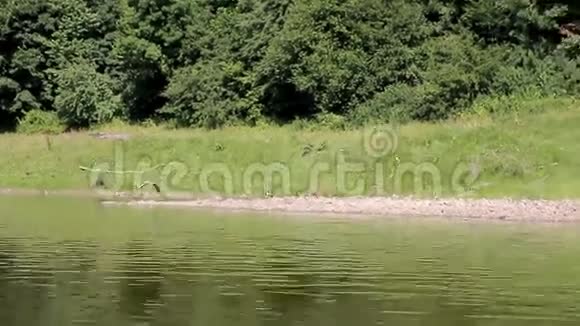 在河上划船可可海伦视频的预览图