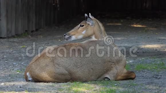 夏季在斯隆莫动物园的草地上躺着一只小羚羊视频的预览图