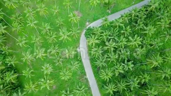 交通的鸟瞰图沿道而行横跨椰子棕榈树种植园视频的预览图