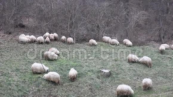 一群羊去牧场视频的预览图