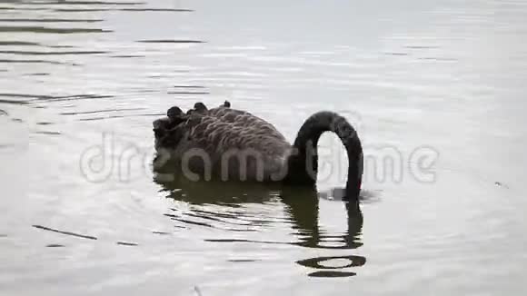 澳大利亚黑天鹅在水中来回摆动着它的头视频的预览图
