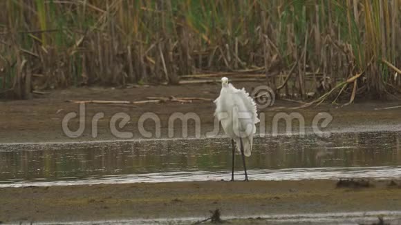 大白鹭阿尔巴站在沼泽里休息鸟清洁它的羽毛视频的预览图