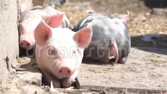 农场里的小猪视频的预览图