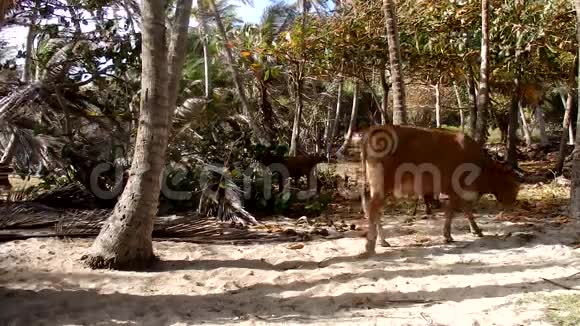 在海边的椰子林里的动物视频的预览图