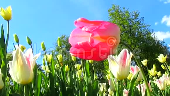 粉色郁金香花风视频的预览图