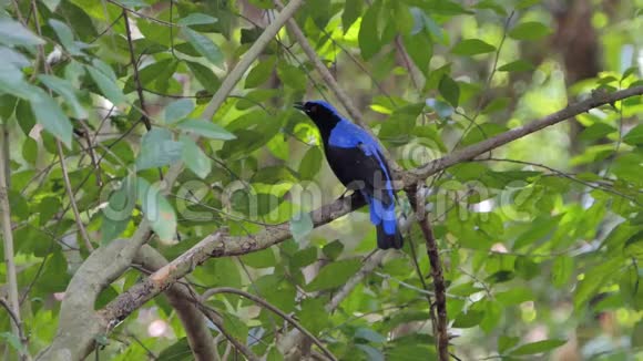 热带雨林中的亚洲仙女蓝鸟视频的预览图