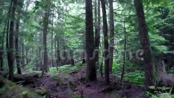 森林面积4k的视图视频的预览图