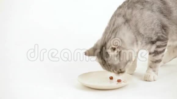 猫吃盘子里的食物视频的预览图