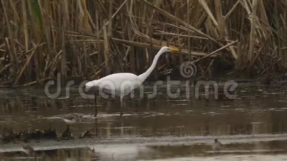 鸟大白鹭阿尔达阿尔巴走过沼泽鸟捉小鱼吃视频的预览图