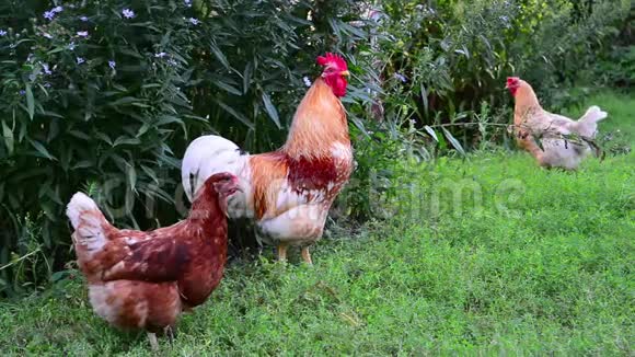 鸡站在草地上的公鸡视频的预览图