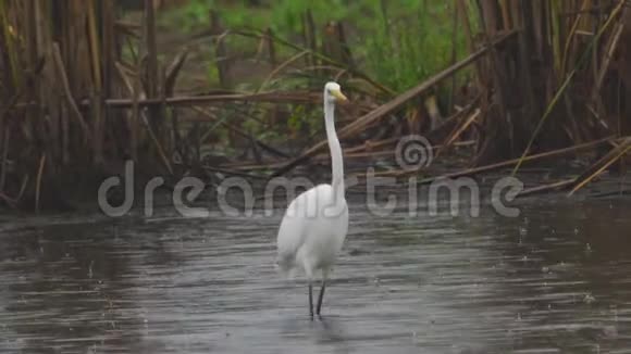 大白鹭阿尔巴穿过沼泽视频的预览图