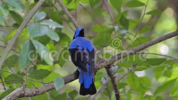 热带雨林中的亚洲仙女蓝鸟视频的预览图