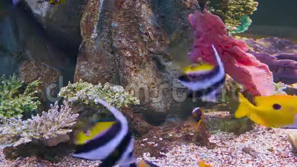 水族馆里五颜六色的热带鱼视频的预览图