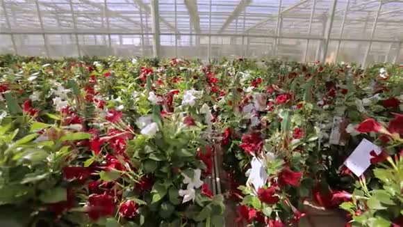 在现代化的温室里盛开的美丽花朵在工业规模上生长的花朵现代的温室视频的预览图