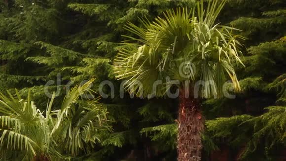 在松林的背景下两棵棕榈树视频的预览图
