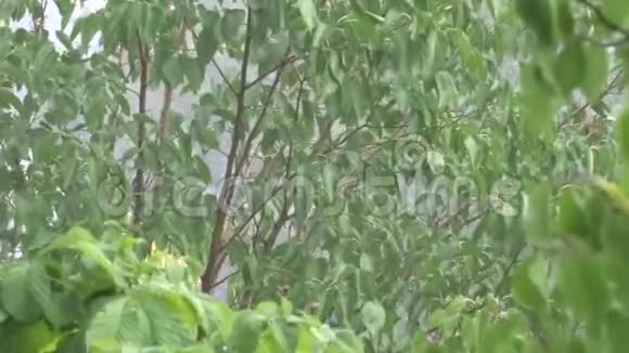 雨中的绿叶视频的预览图