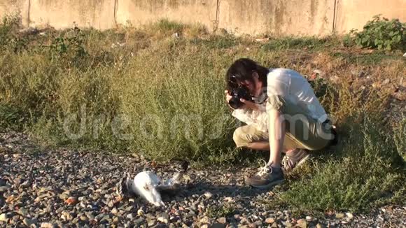 年轻女子在岸边拍了一张死海鸥的照片视频的预览图