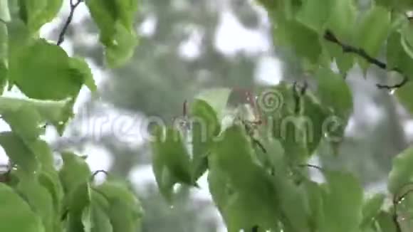 雨中的绿叶视频的预览图