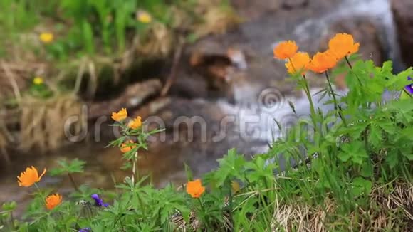 蜻蜓幼虫在山塘水下觅食捕食性昆虫蜻蜓的生命视频的预览图