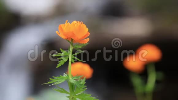 蜻蜓幼虫在山塘水下觅食捕食性昆虫蜻蜓的生命视频的预览图