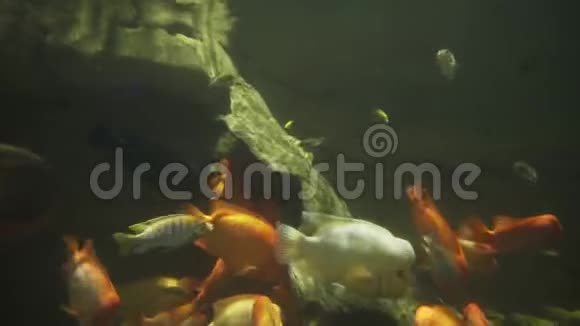 淡水水族馆里美丽的鱼漂浮着视频的预览图
