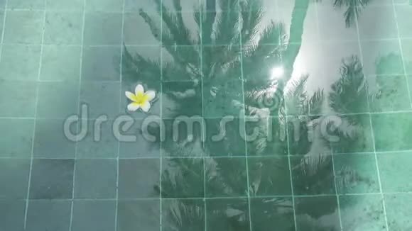 热带休息的象征漂浮在水池中的花朵棕榈树和视频的预览图