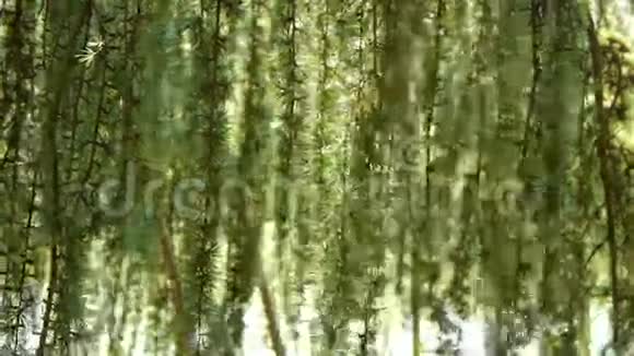 植物园里的落叶松视频的预览图