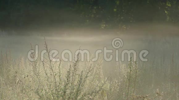 雾在背光的草地上流动视频的预览图