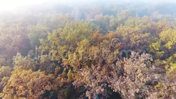 空中飞行覆盖着雾气的秋林视频的预览图