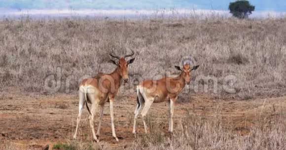 羚羊阿尔塞拉福斯布塞拉福斯草原上的牛群马赛马拉公园肯尼亚视频的预览图