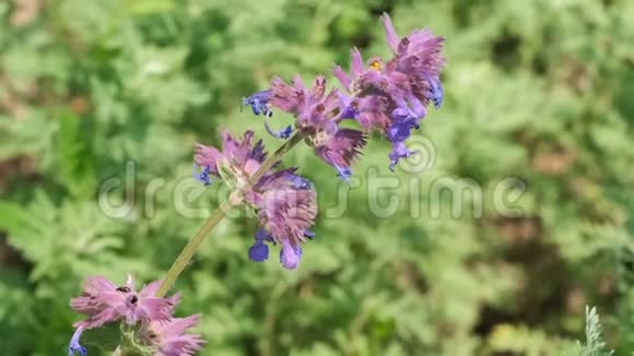 药用芳香草圣花视频的预览图