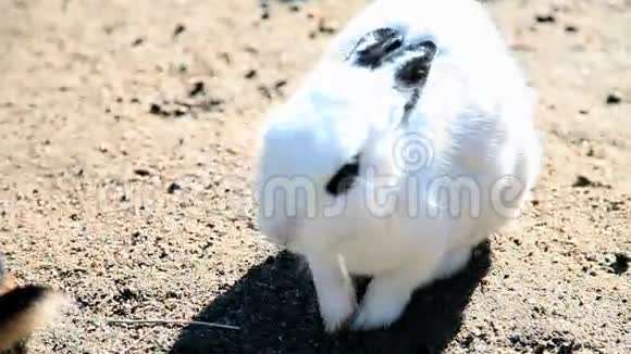大白兔黑眼睛视频的预览图