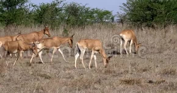 羚羊阿尔塞拉福斯布塞拉福斯草原上的牛群马赛马拉公园肯尼亚视频的预览图