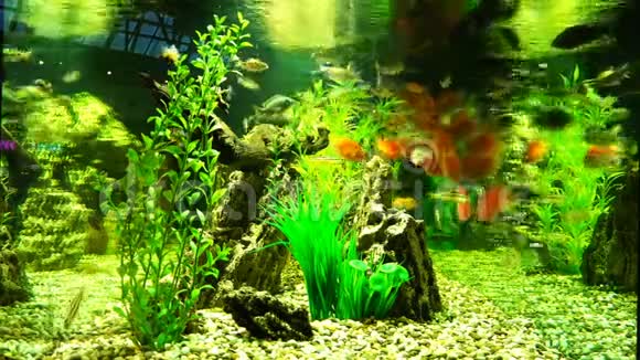 鱼类水域的藻类和氧饱和度视频的预览图